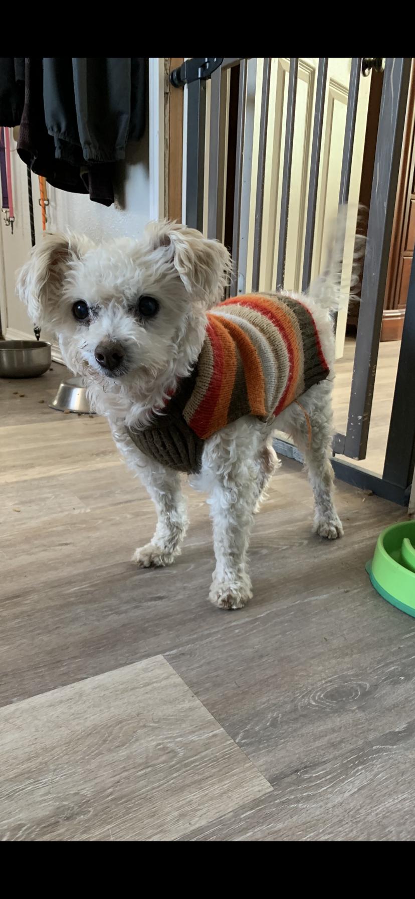 Peanut, an adopted mixed breed in Seattle, WA image 2/4