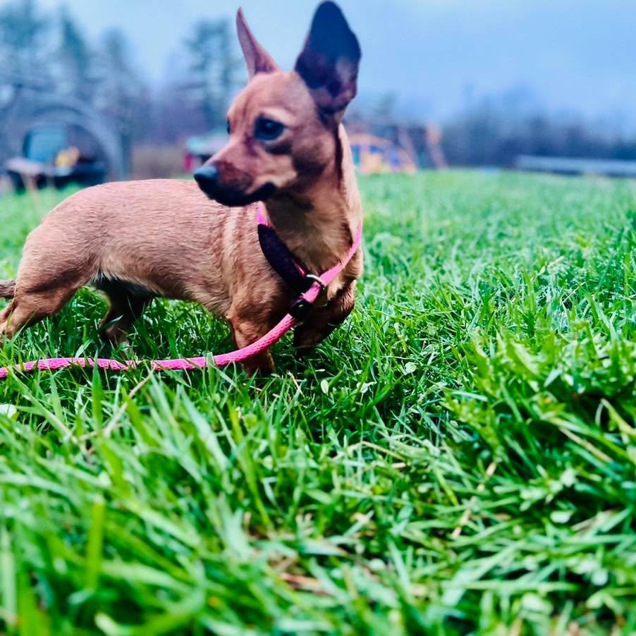 Enlarge Annie aka Mummie Ween, a ADOPTABLE mixed breed in Woolwich, ME image 3/3