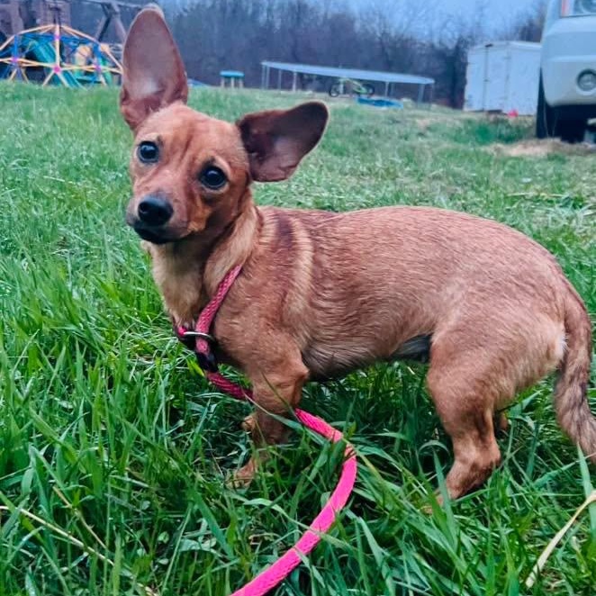 Annie aka Mummie Ween, ADOPTABLE, Adult Female Dachshund.
