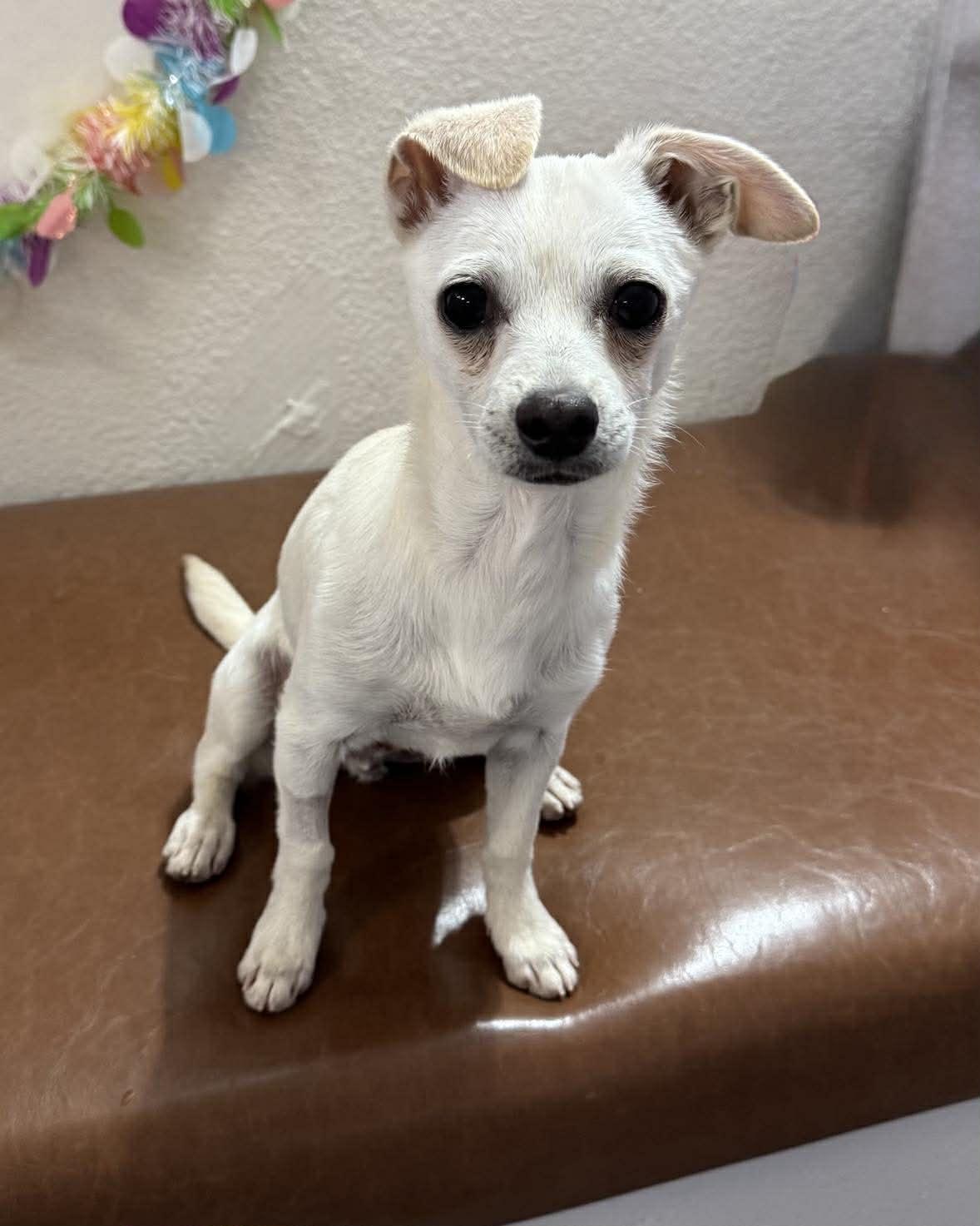 Enlarge Georgie, an adopted Chihuahua in Las Vegas, NV image 1/1