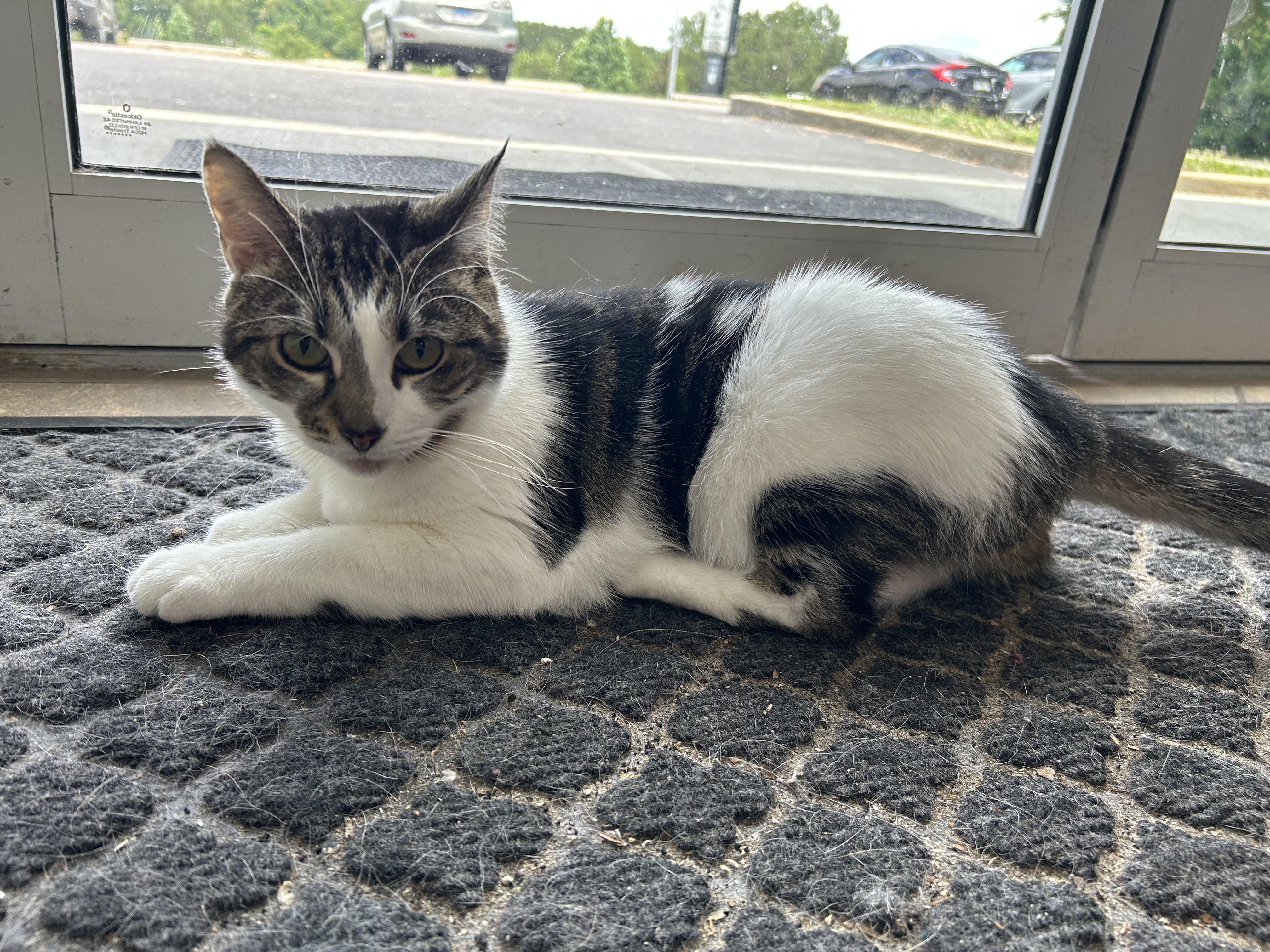 Enlarge Sophie, a Adopted Tabby in Tallahassee, FL image 1/2