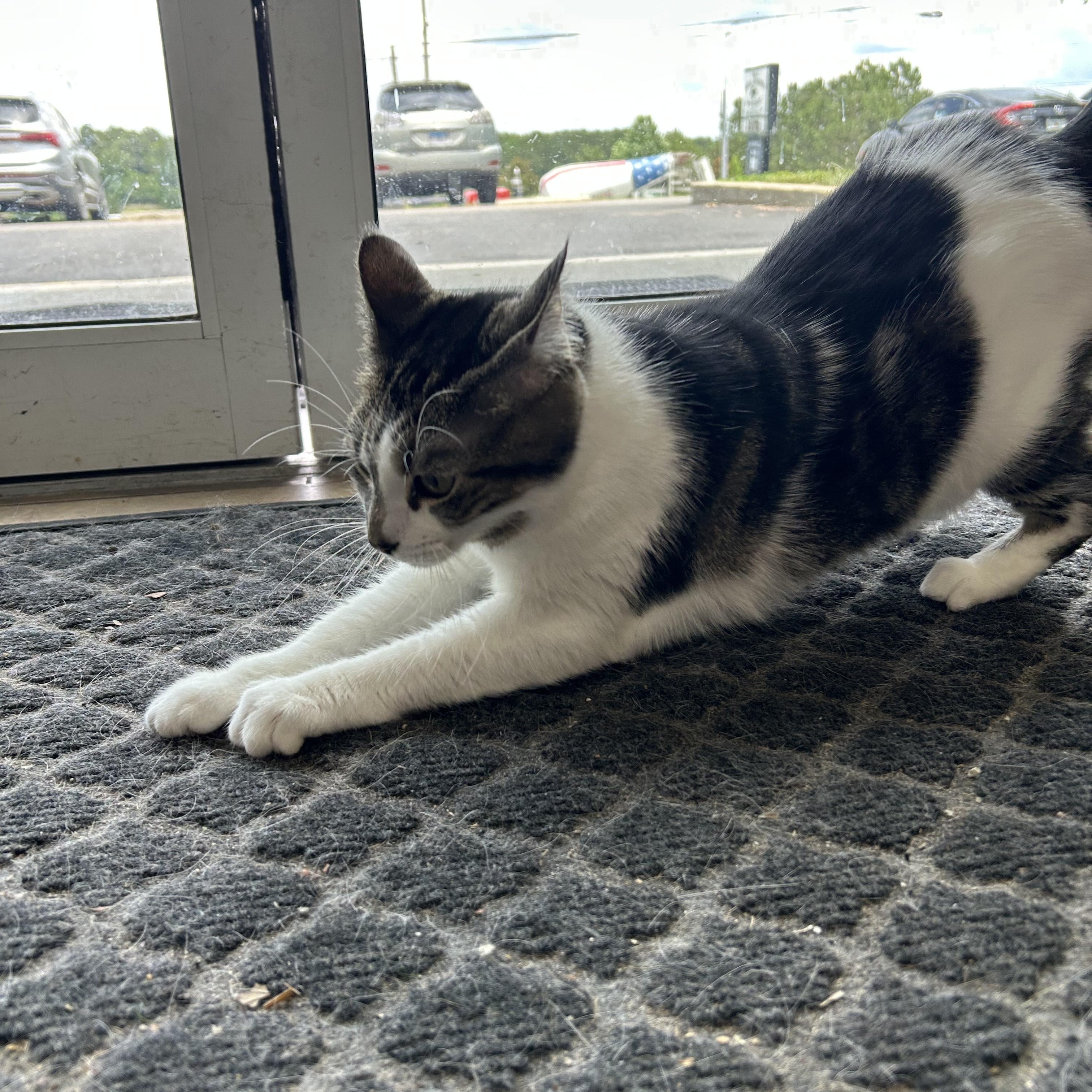 Enlarge Sophie, a Adopted Tabby in Tallahassee, FL image 2/2