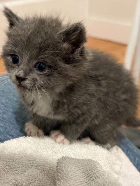Sir Sockington, Adopted, Young Male Domestic Short Hair.