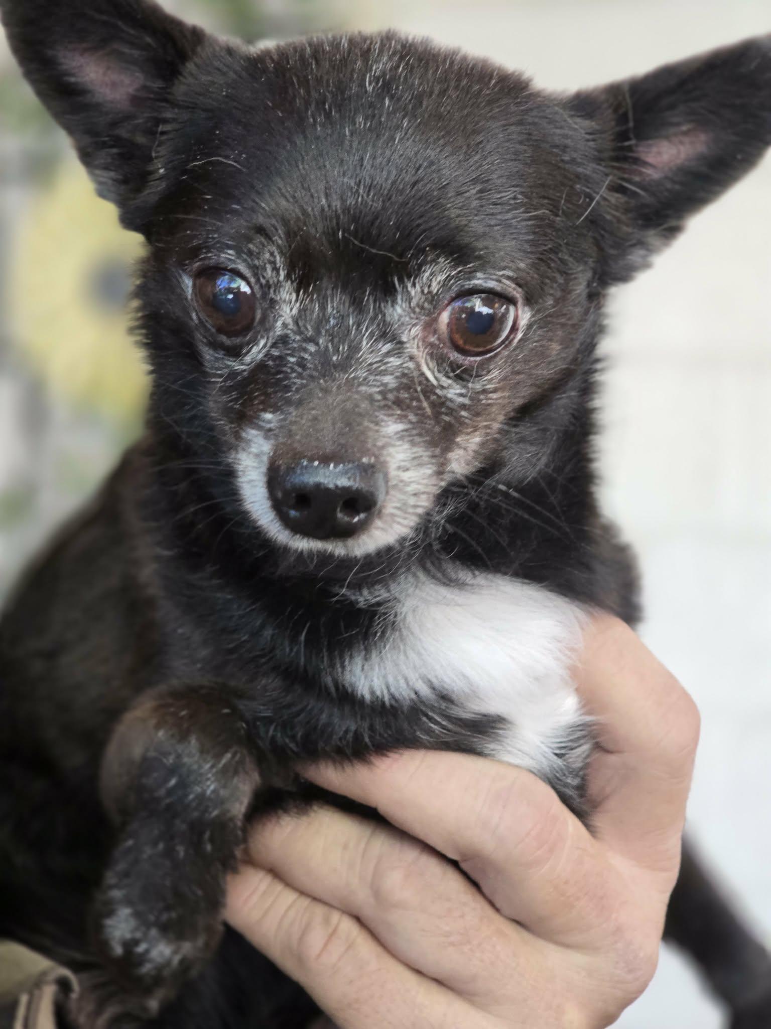 Gabe, Adoptable, Senior Male Chihuahua.