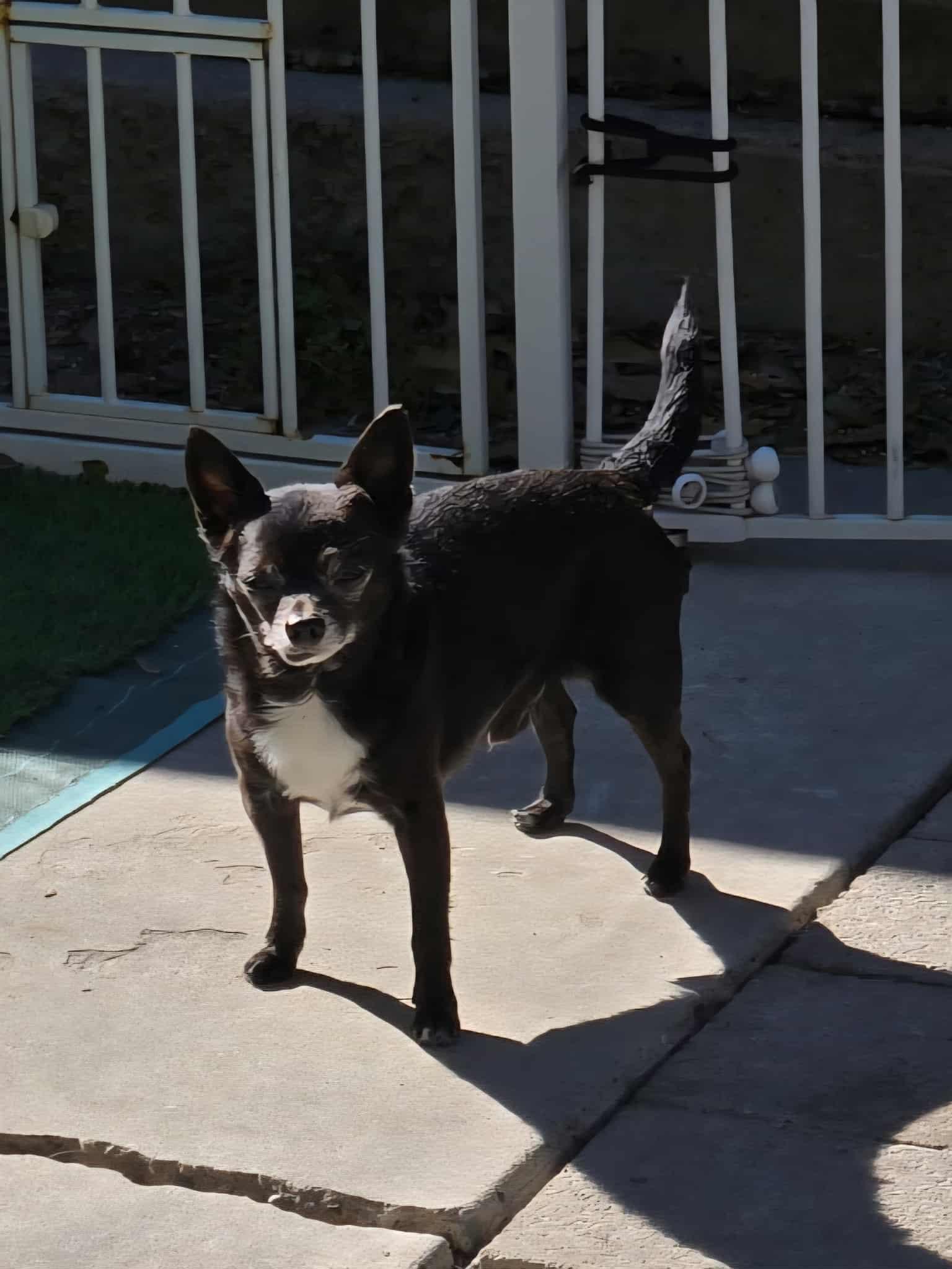 Enlarge Gabe, a Adopted Chihuahua in Midway, UT image 1/3