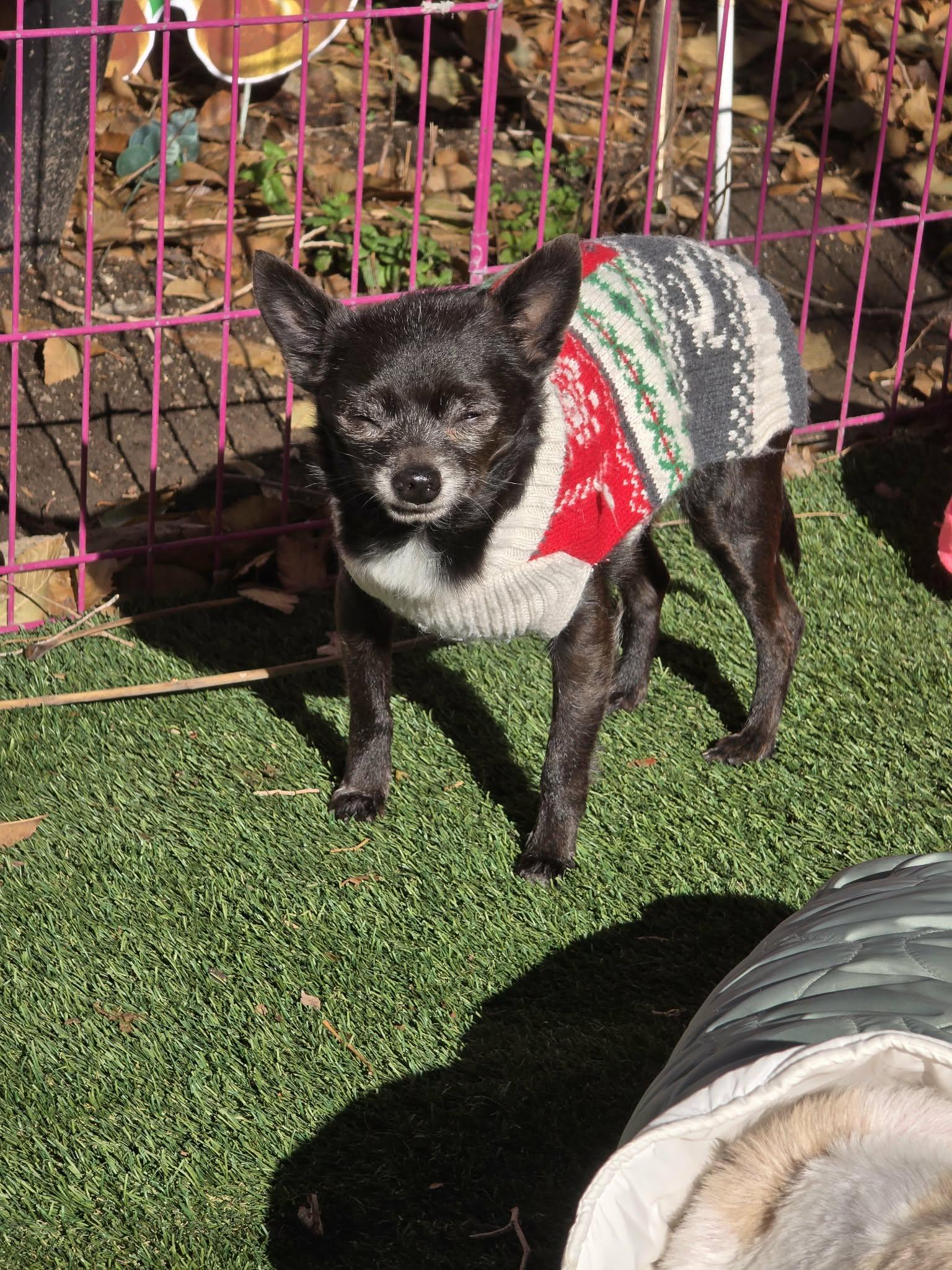 Enlarge Gabe, a Adopted Chihuahua in Midway, UT image 2/3