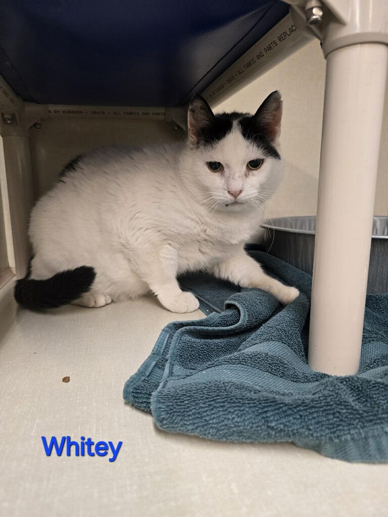 Whitey
