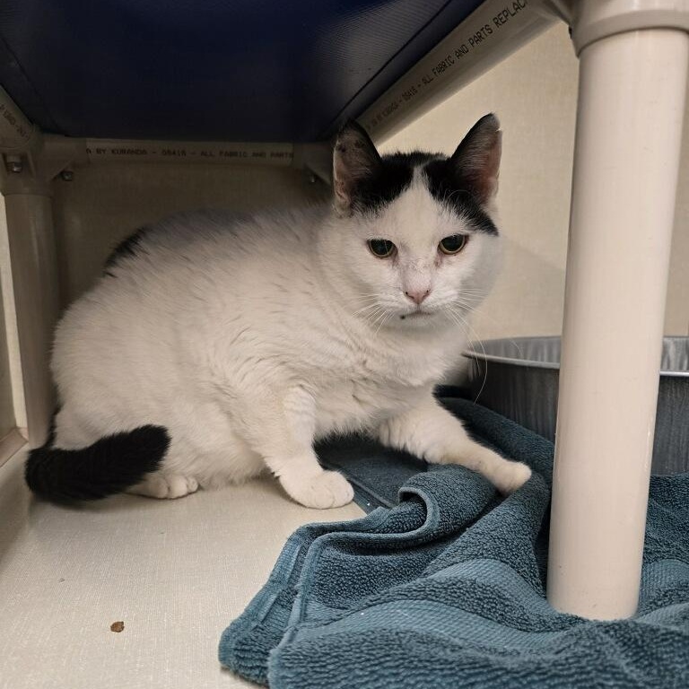 Enlarge Whitey, a Adoptable mixed breed in Saint Marys, PA image 1/1