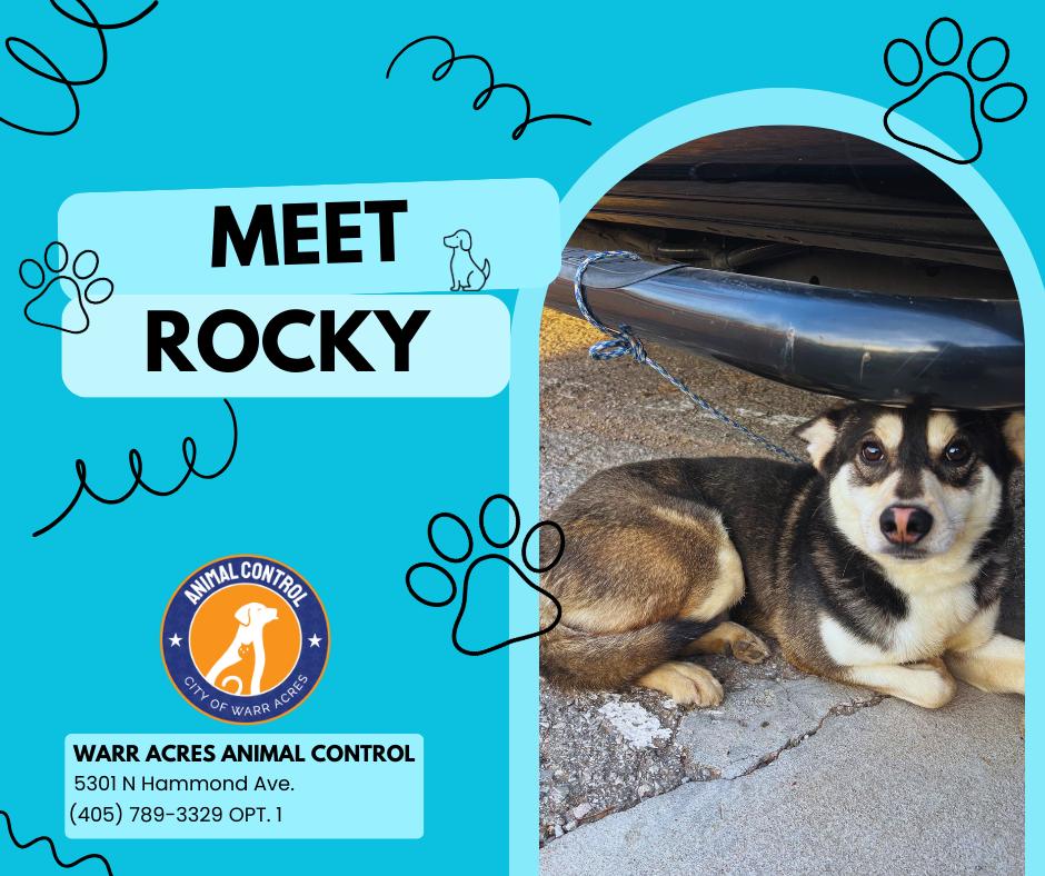 Enlarge Rocky, a ADOPTABLE mixed breed in Warr Acres, OK image 2/2