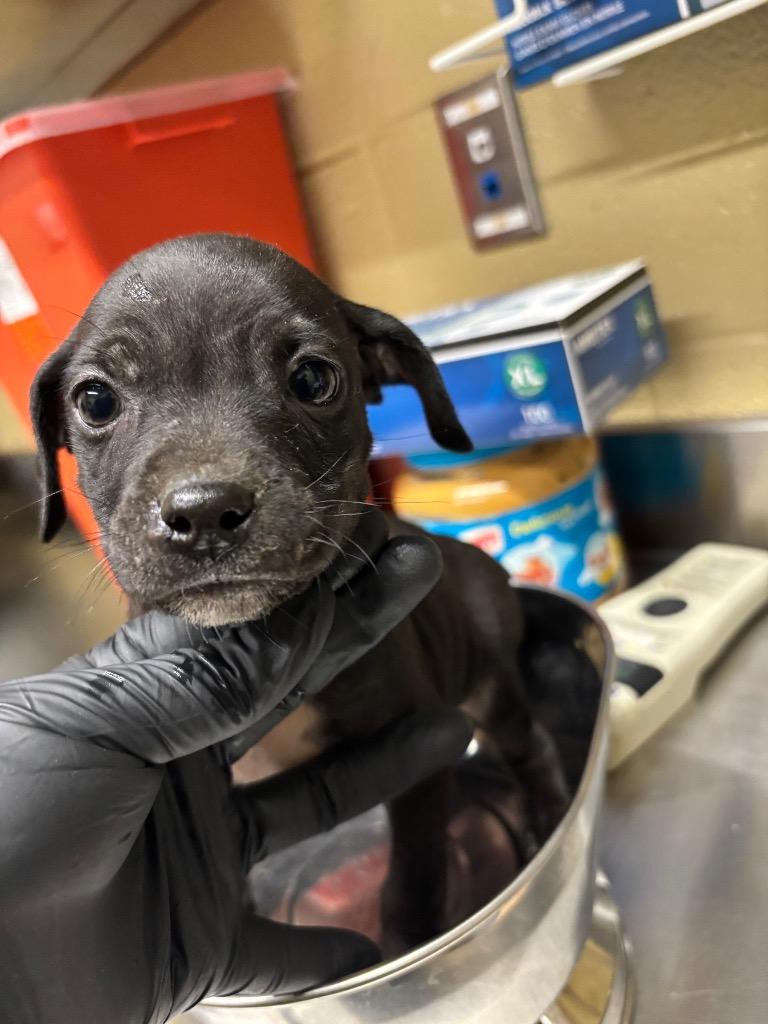 BOBO (Bowser), Adoptable, Puppy Male Mixed Breed.