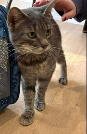 Enlarge Sara, an adopted Domestic Short Hair in Mississauga, ON image 2/2