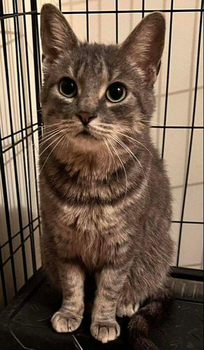 Enlarge Sara, an adopted Domestic Short Hair in Mississauga, ON image 1/2