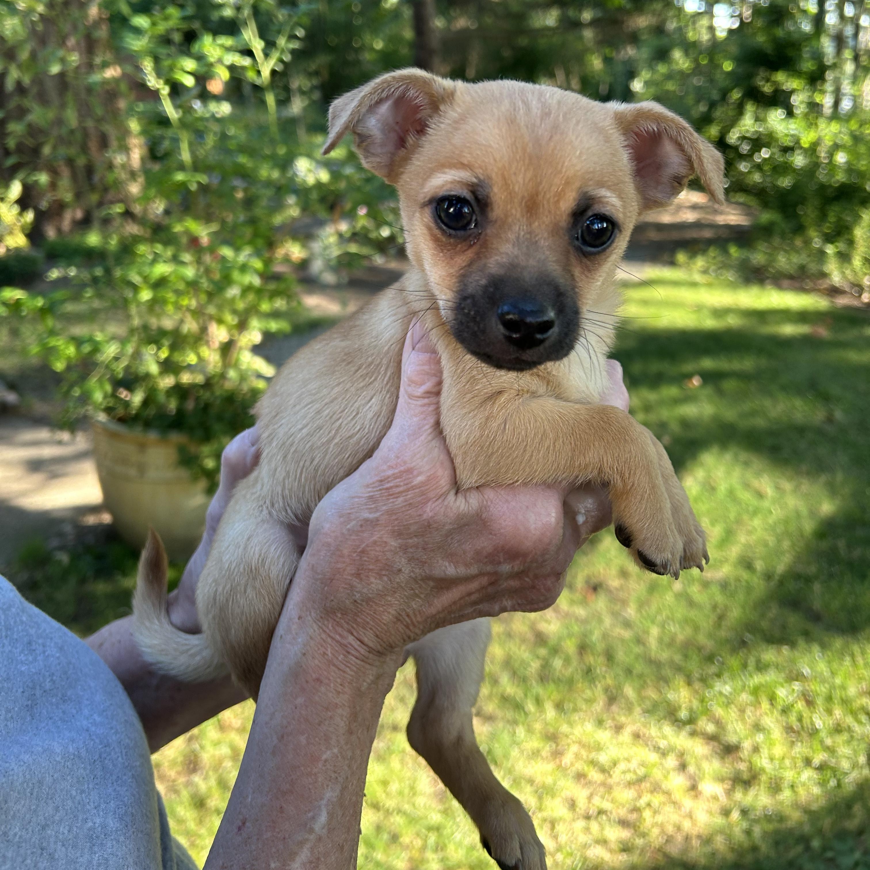 Jack Chihuahua Dog