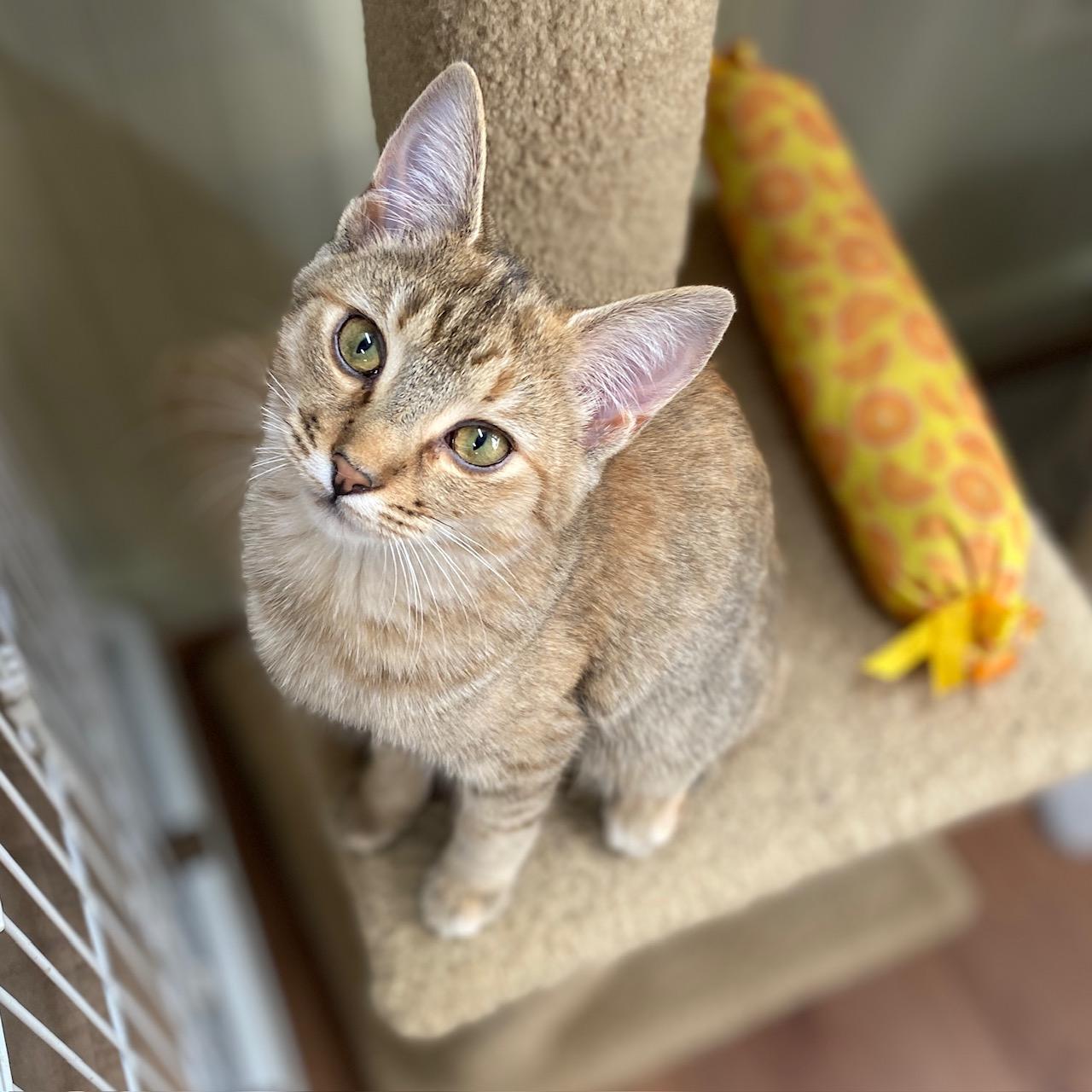 Saffron, ADOPTABLE, Kitten Female Domestic Short Hair.