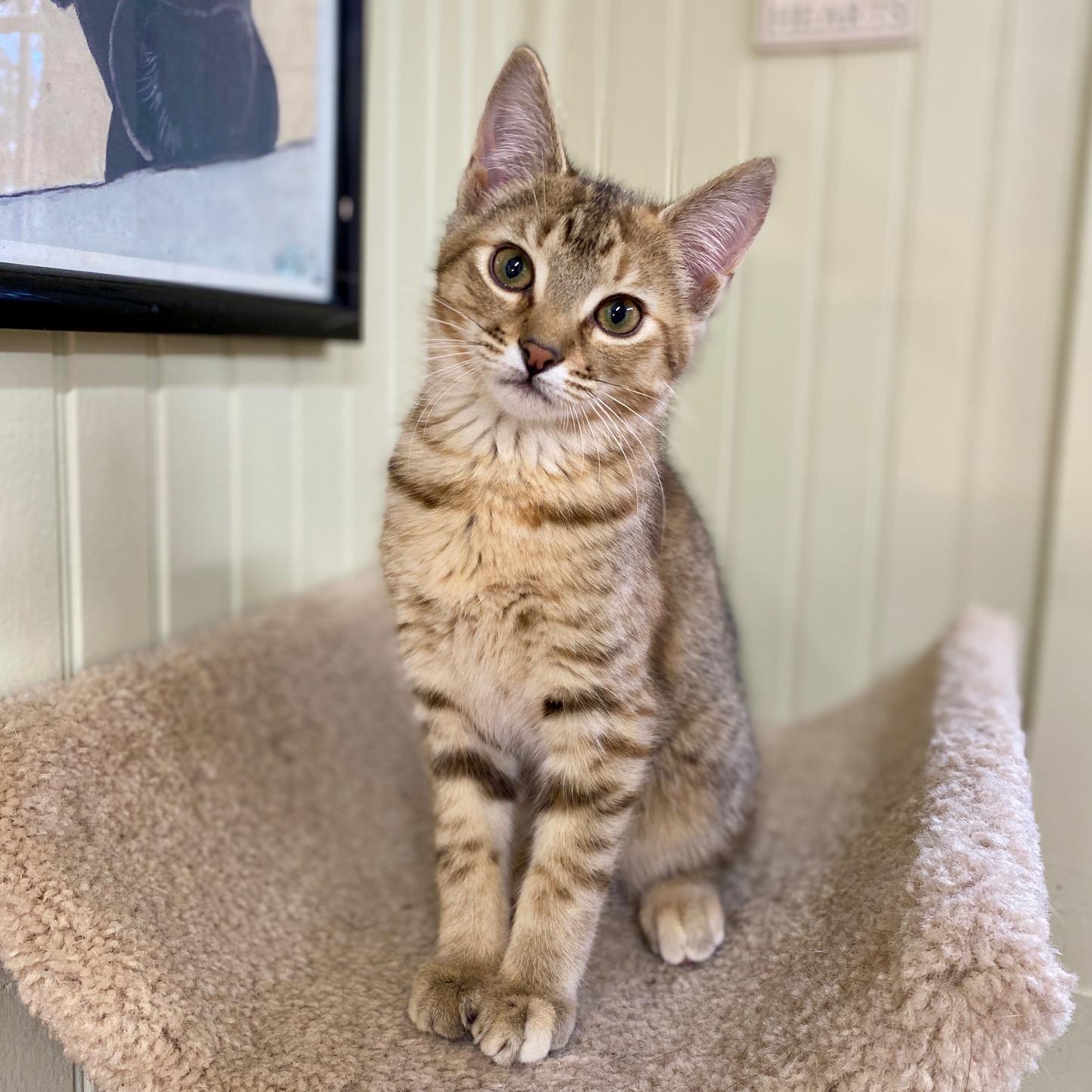 Enlarge Saffron, a ADOPTABLE Domestic Short Hair in Jasper, GA image 1/2