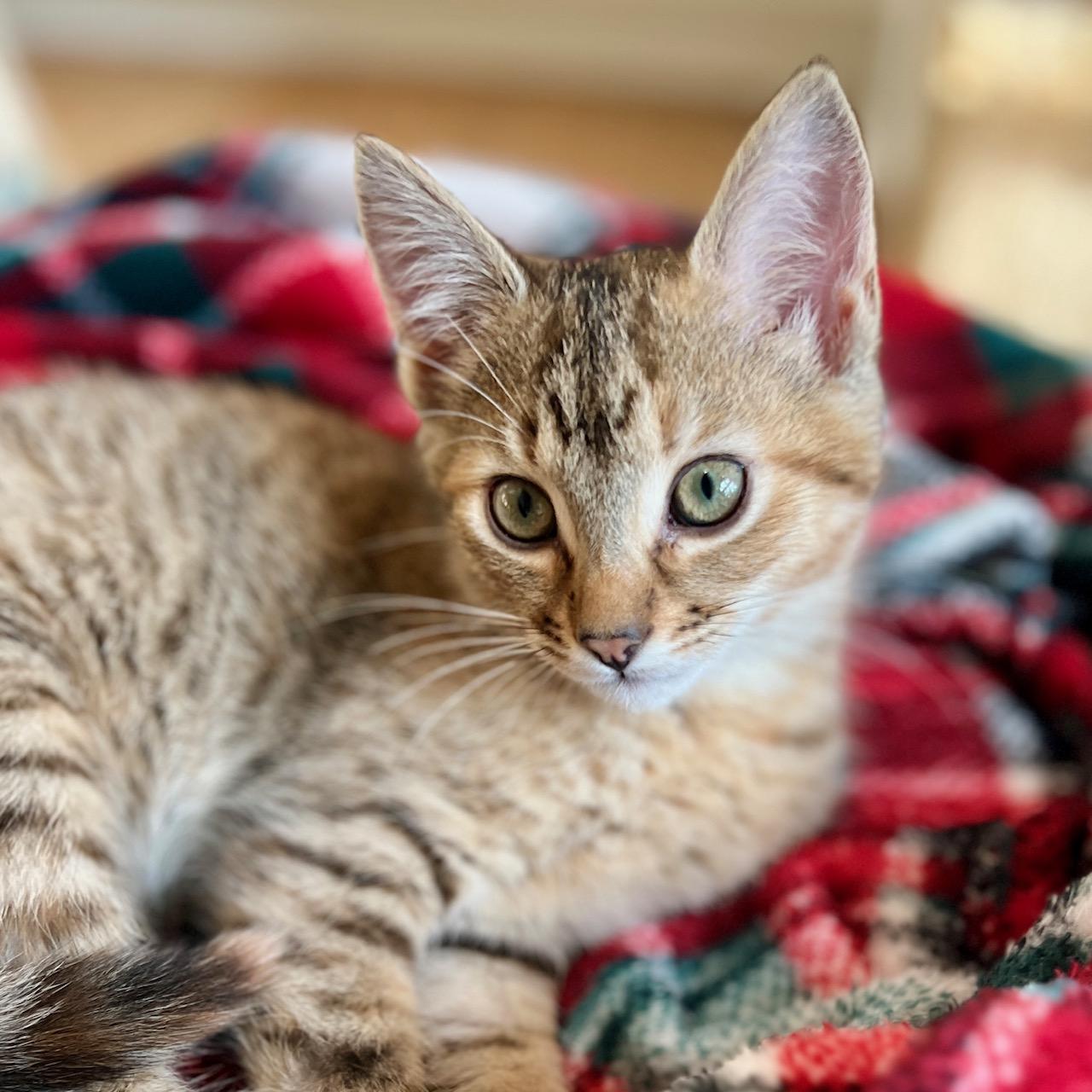 Enlarge Saffron, a ADOPTABLE Domestic Short Hair in Jasper, GA image 2/2