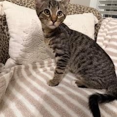 Wild Thang, ADOPTABLE, Kitten Male Domestic Short Hair.