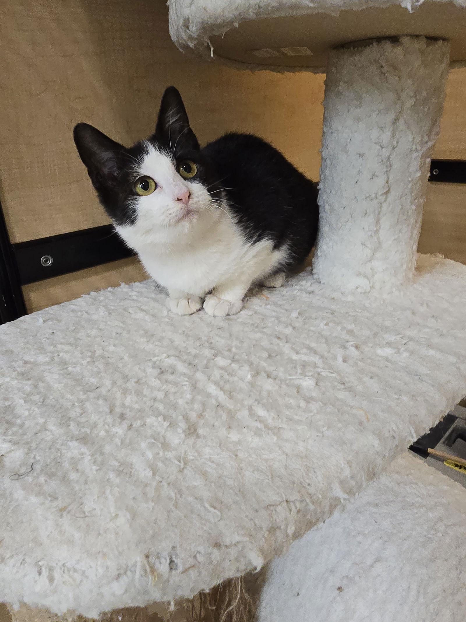 Bernadette, Adoptable, Kitten Female Domestic Short Hair.