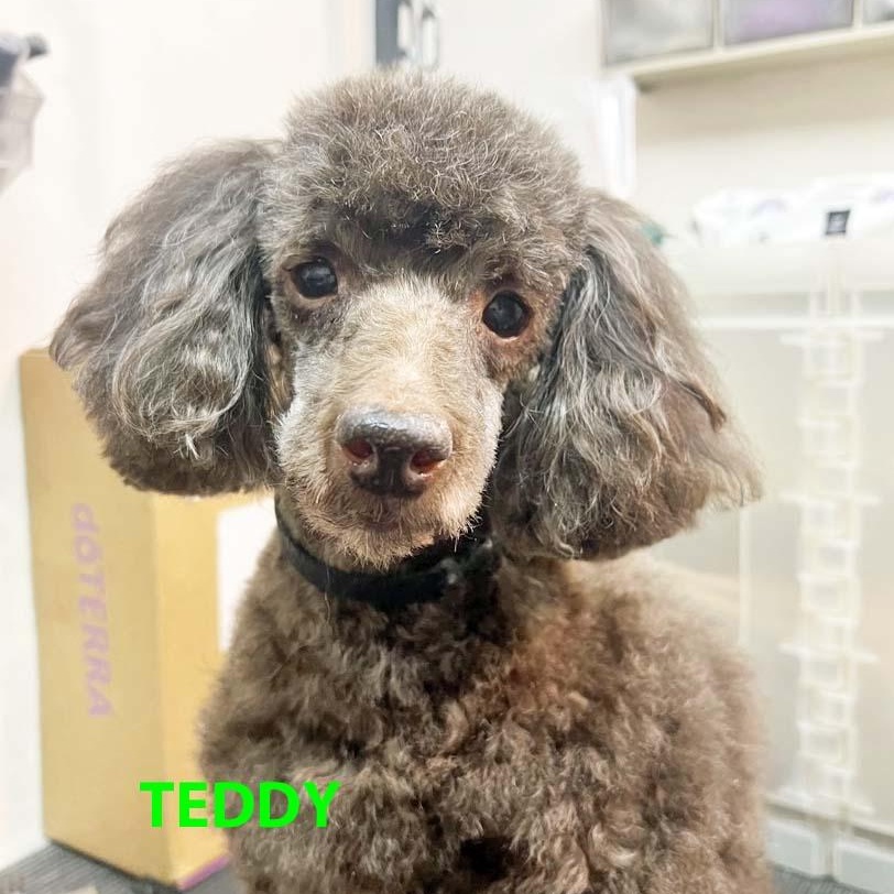 Enlarge Teddy & Bruno, a Adoptable Miniature Poodle in White Bear Lake, MN image 2/4