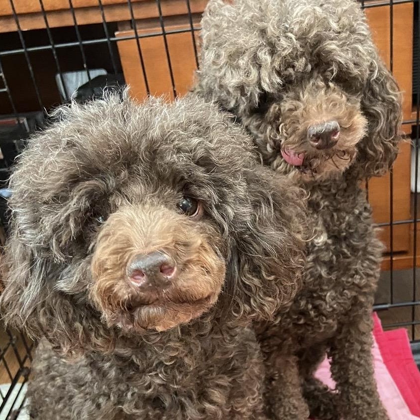 Teddy & Bruno, Adoptable, Senior Male Miniature Poodle.
