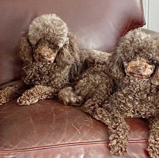 Enlarge Teddy & Bruno, a Adoptable Miniature Poodle in White Bear Lake, MN image 3/4