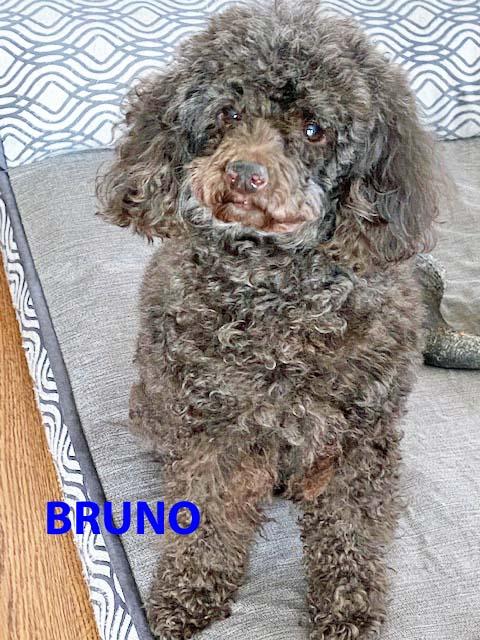Enlarge Teddy & Bruno, a Adoptable Miniature Poodle in White Bear Lake, MN image 4/4
