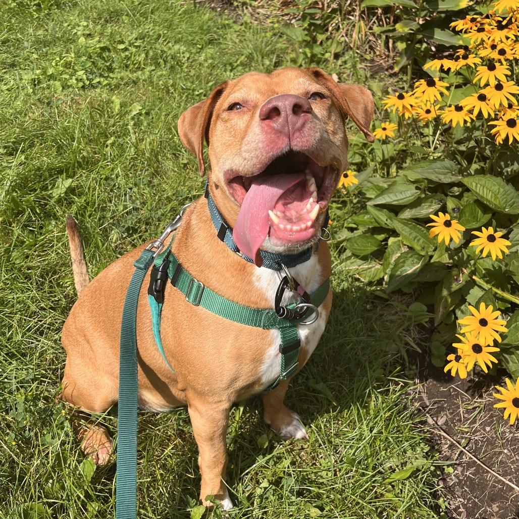 Enlarge Honey Bunny: Adopt or Forever Foster, a Adoptable mixed breed in Rochester, NY image 1/4