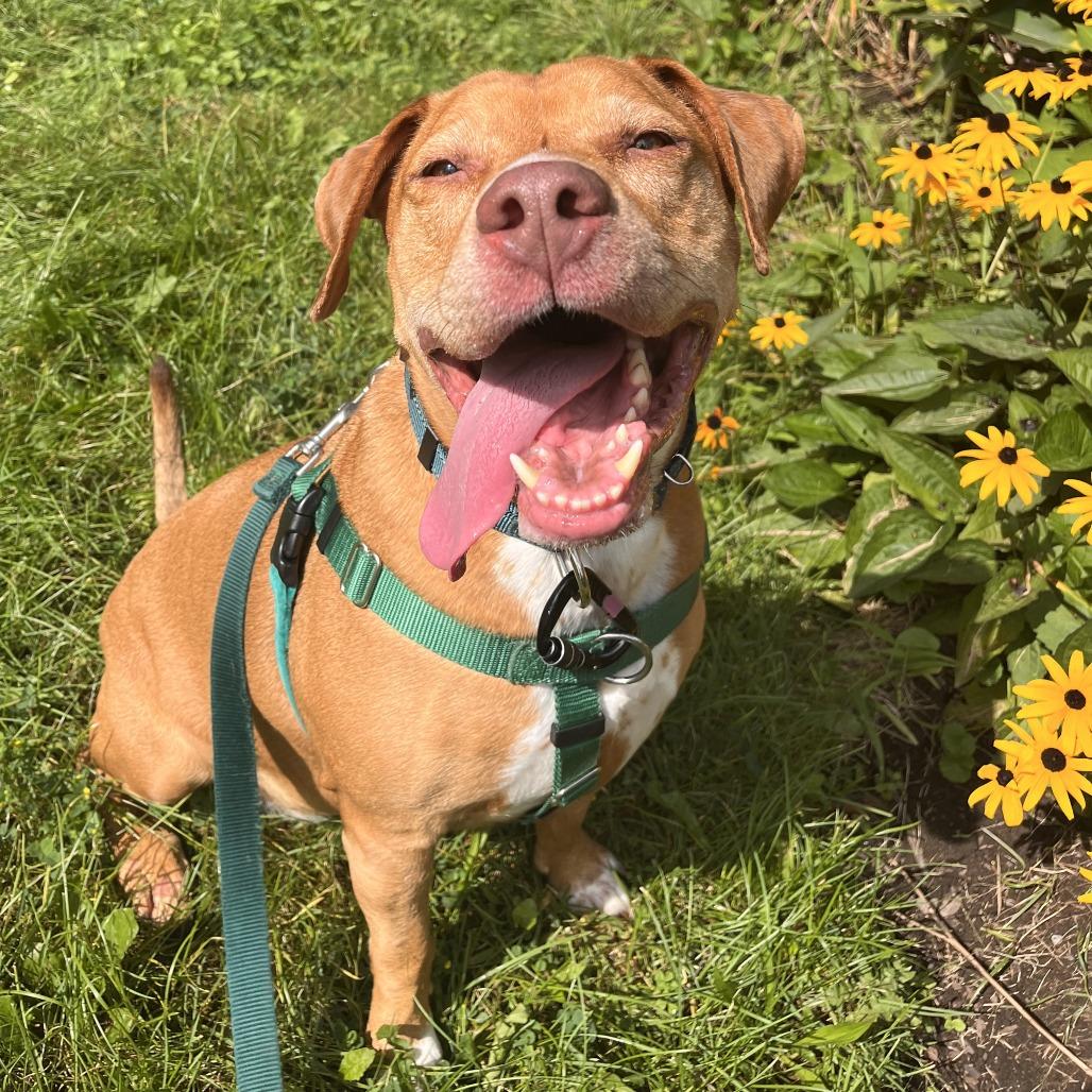 Enlarge Honey Bunny: Adopt or Forever Foster, a Adoptable mixed breed in Rochester, NY image 2/4