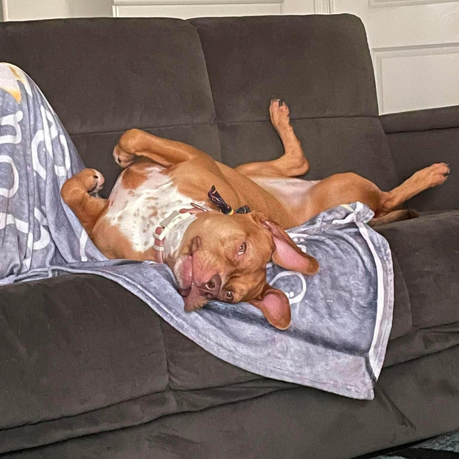 Enlarge Honey Bunny: Adopt or Forever Foster, a Adoptable mixed breed in Rochester, NY image 3/4