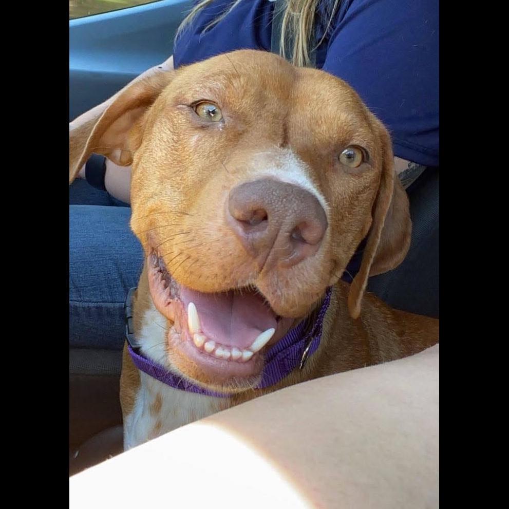 Enlarge Honey Bunny: Adopt or Forever Foster, a Adoptable mixed breed in Rochester, NY image 4/4