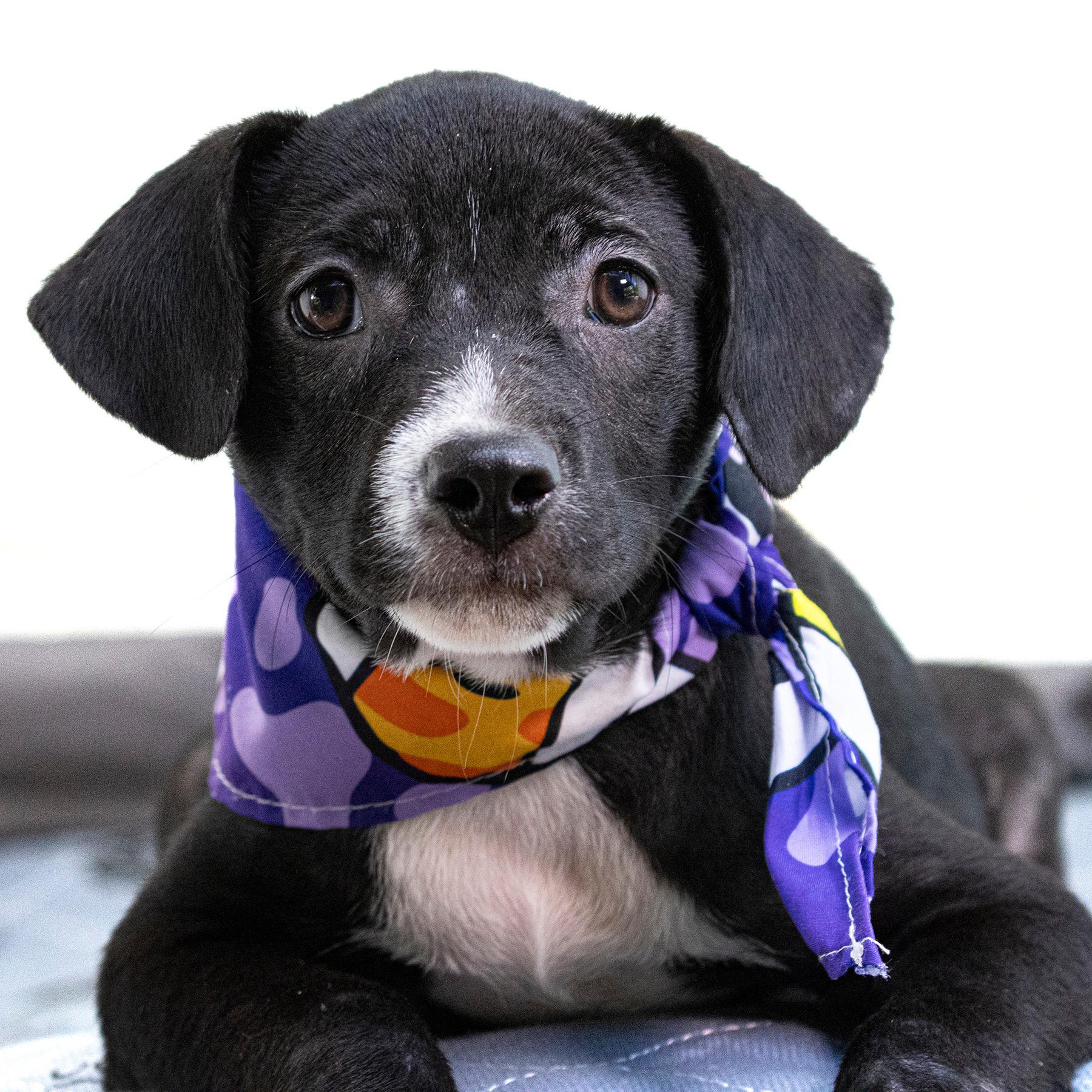 Enlarge Jane what a love, a Adoptable mixed breed in Framingham, , MA image 1/5