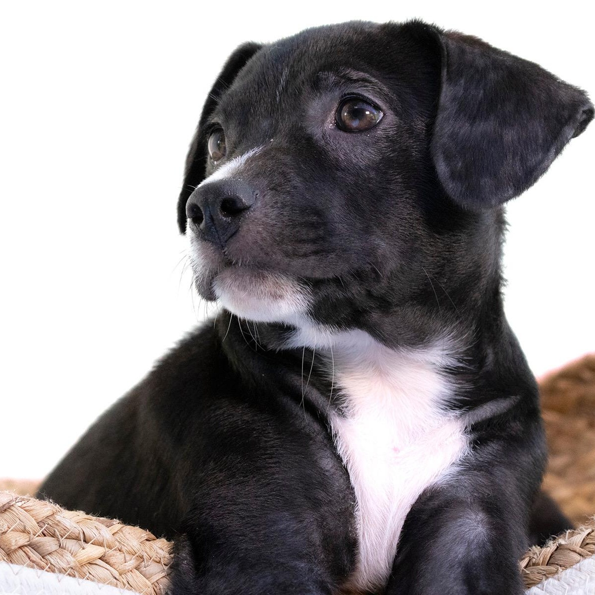 Enlarge Jane what a love, a Adoptable mixed breed in Framingham, , MA image 4/5