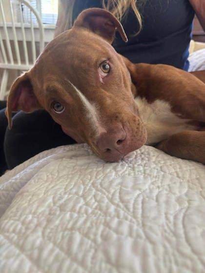 Kinder, Adoptable, Adult Female Mixed Breed & Mixed Breed.