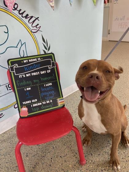 Kinder, a Adoptable mixed breed in Columbus, IN image 2/3