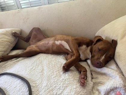 Kinder, a Adoptable mixed breed in Columbus, IN image 3/3
