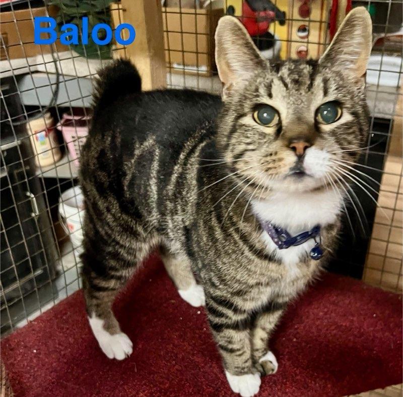 Baloo, a Adopted Domestic Short Hair in Opp, AL image 1/3