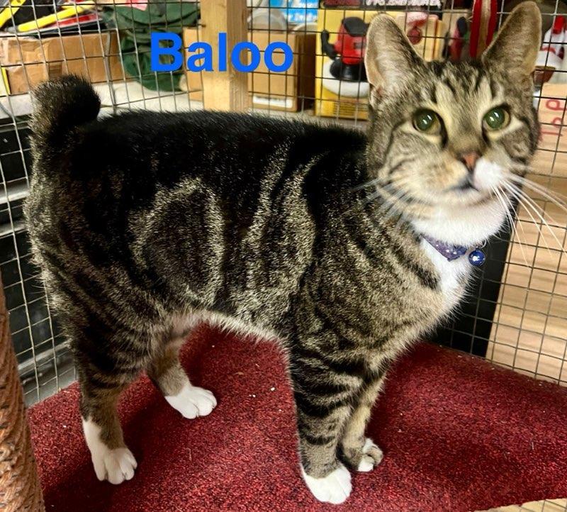 Baloo, a Adopted Domestic Short Hair in Opp, AL image 2/3