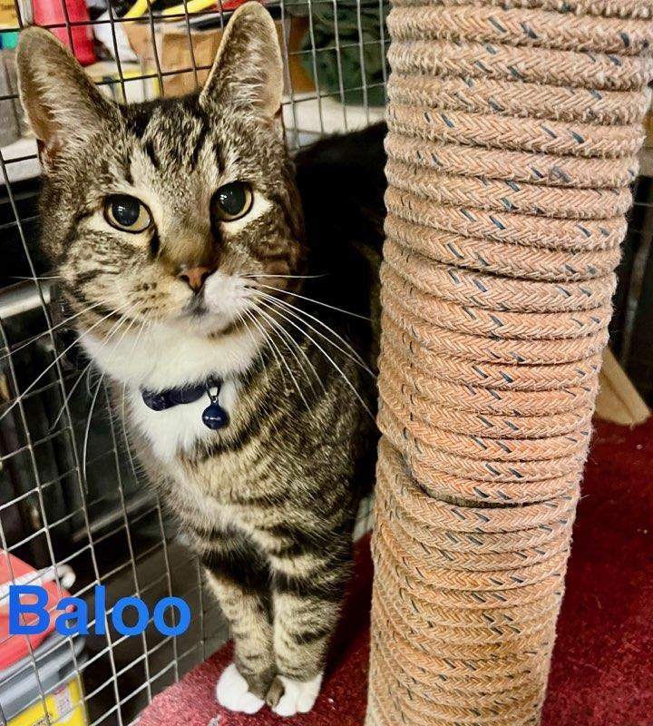Baloo, a Adopted Domestic Short Hair in Opp, AL image 3/3