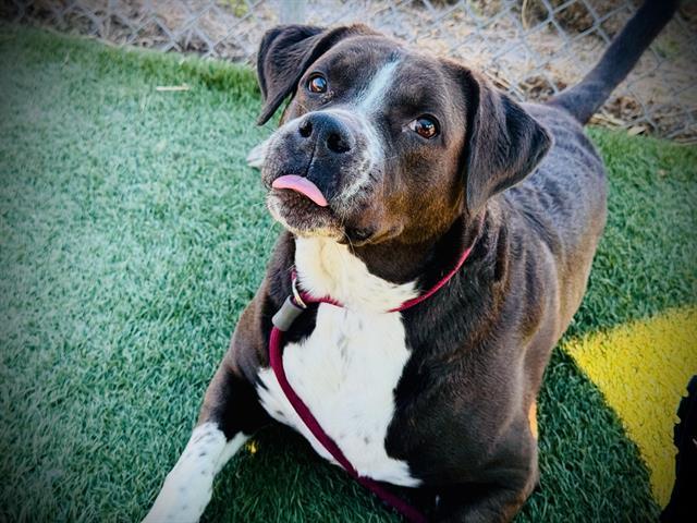 Enlarge HARLEY, a Adoptable mixed breed in Orlando, FL image 2/2