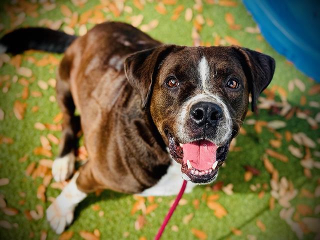 Enlarge HARLEY, a Adoptable mixed breed in Orlando, FL image 1/1