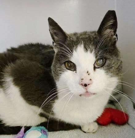 Enlarge Mac, a ADOPTABLE Domestic Short Hair in Ocean City, NJ image 1/1