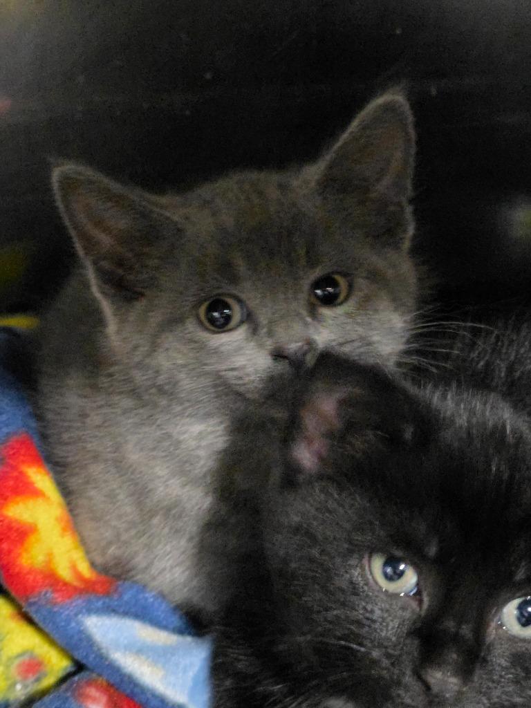 Hope, Adopted, Young Female Domestic Short Hair.