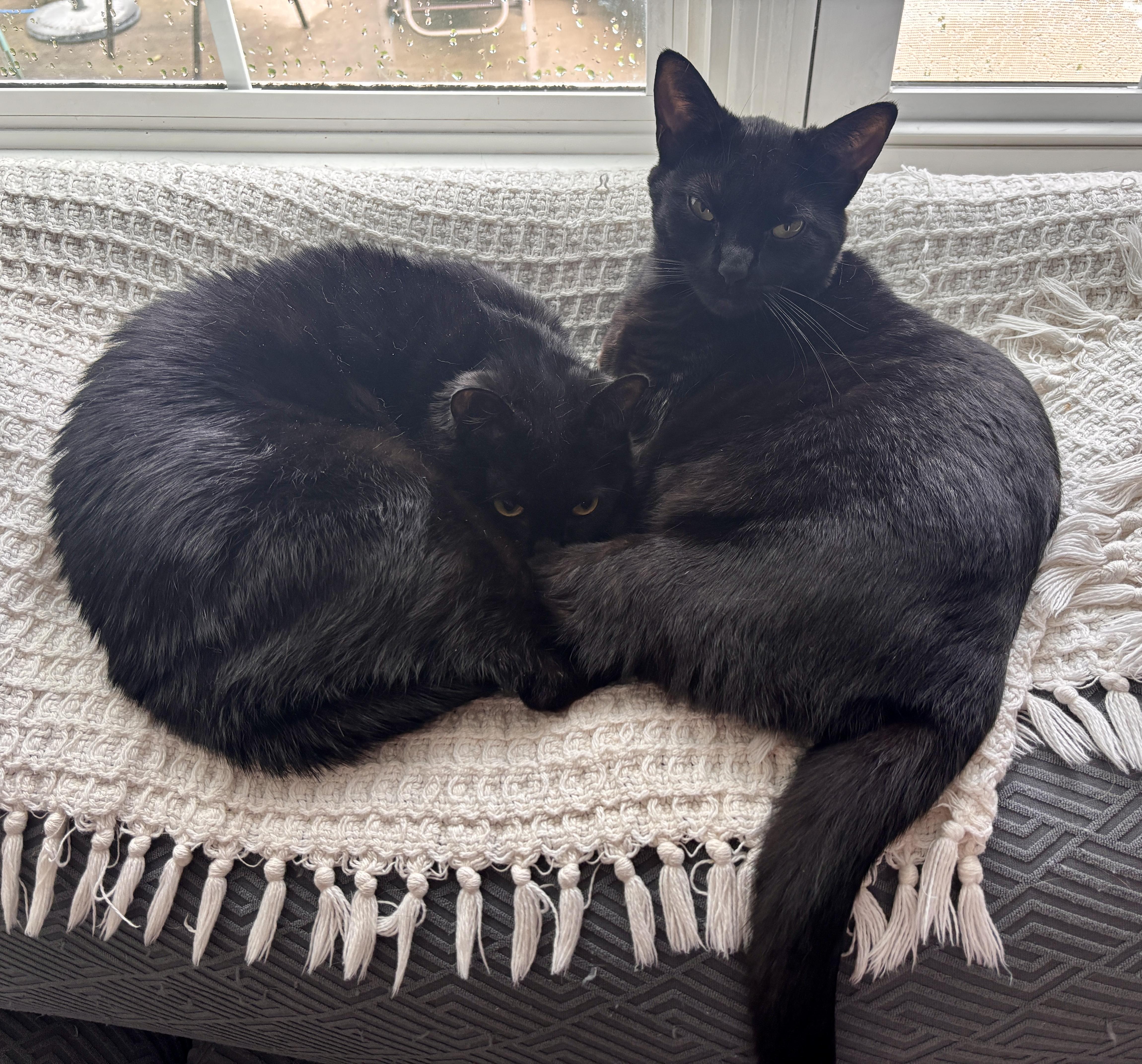 Koto & LizBeth, ADOPTABLE, Young Female Domestic Short Hair.