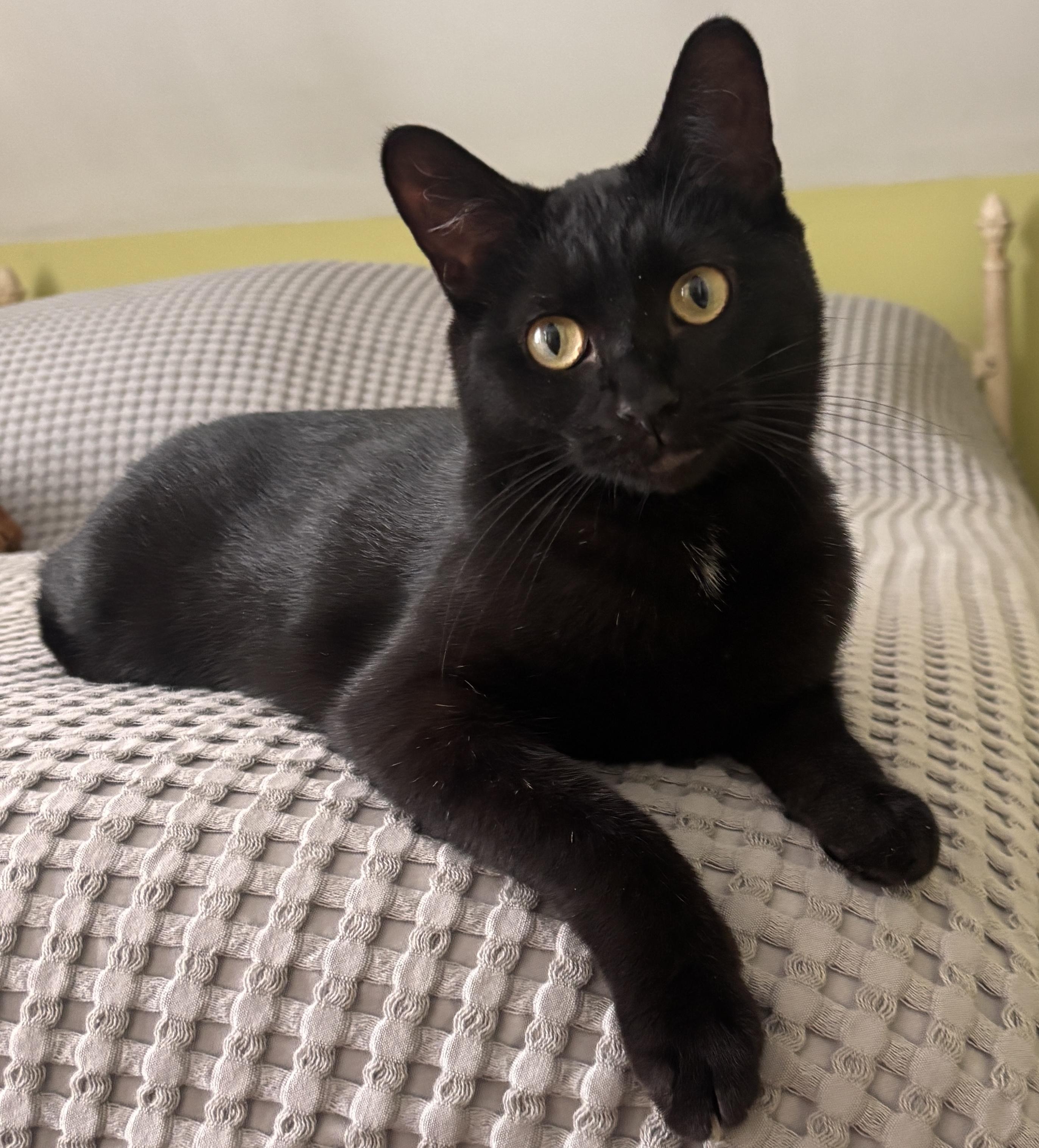 Koto & LizBeth, a ADOPTABLE mixed breed in Schenectady, NY image 2/5