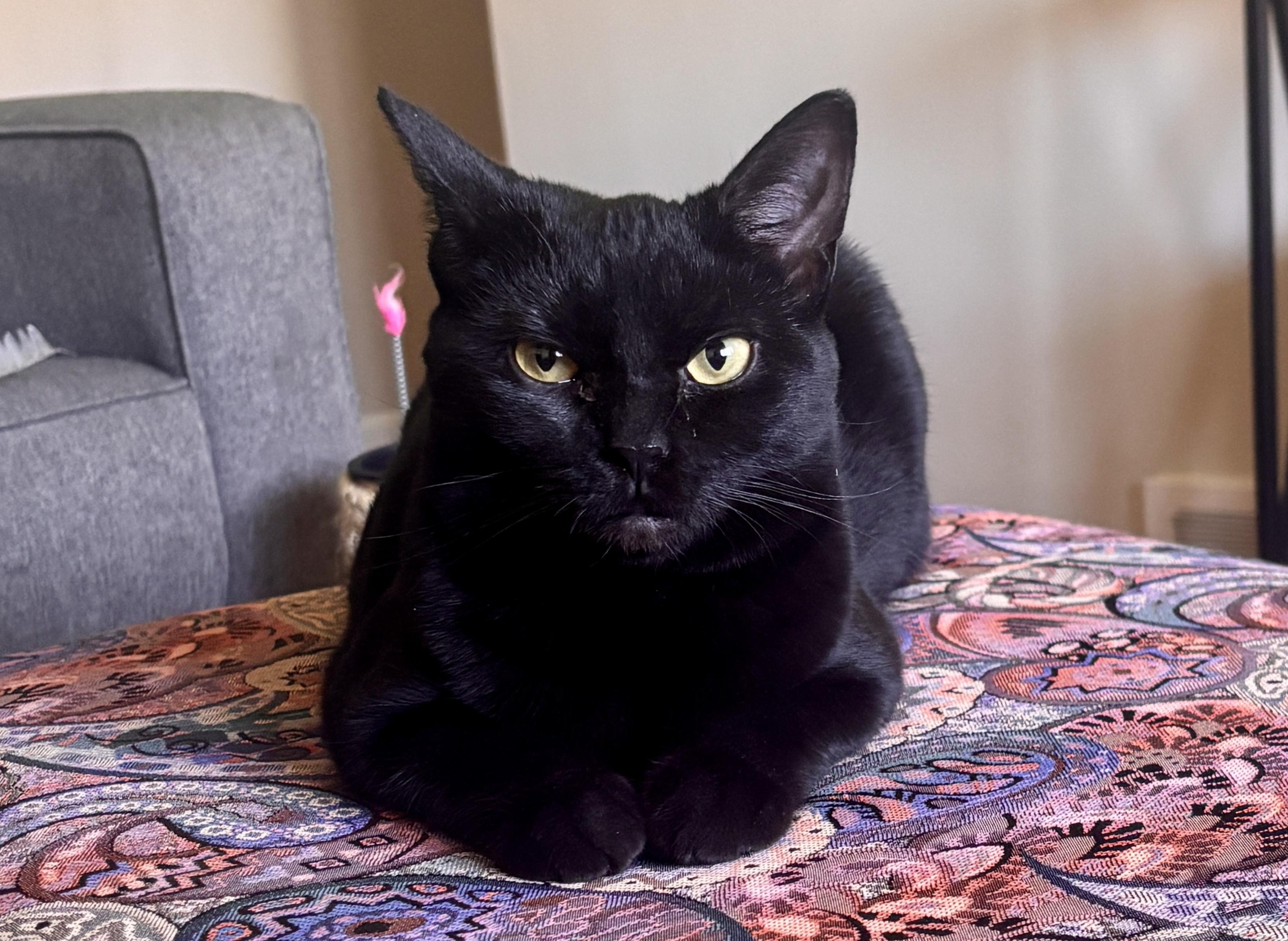 Koto & LizBeth, a ADOPTABLE mixed breed in Schenectady, NY image 3/5