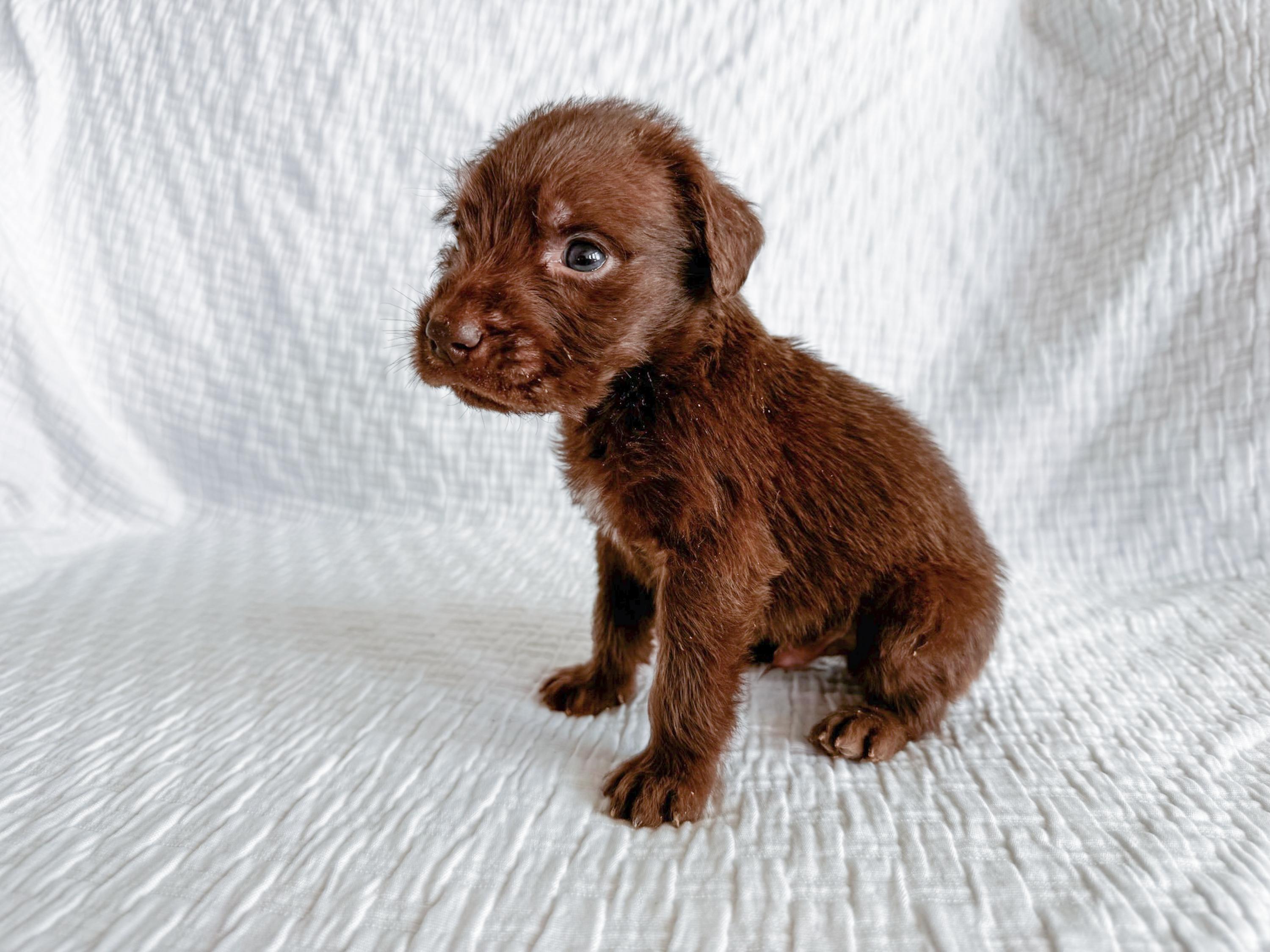 Swish, an adopted Brittany Spaniel in San Antonio, TX image 3/4