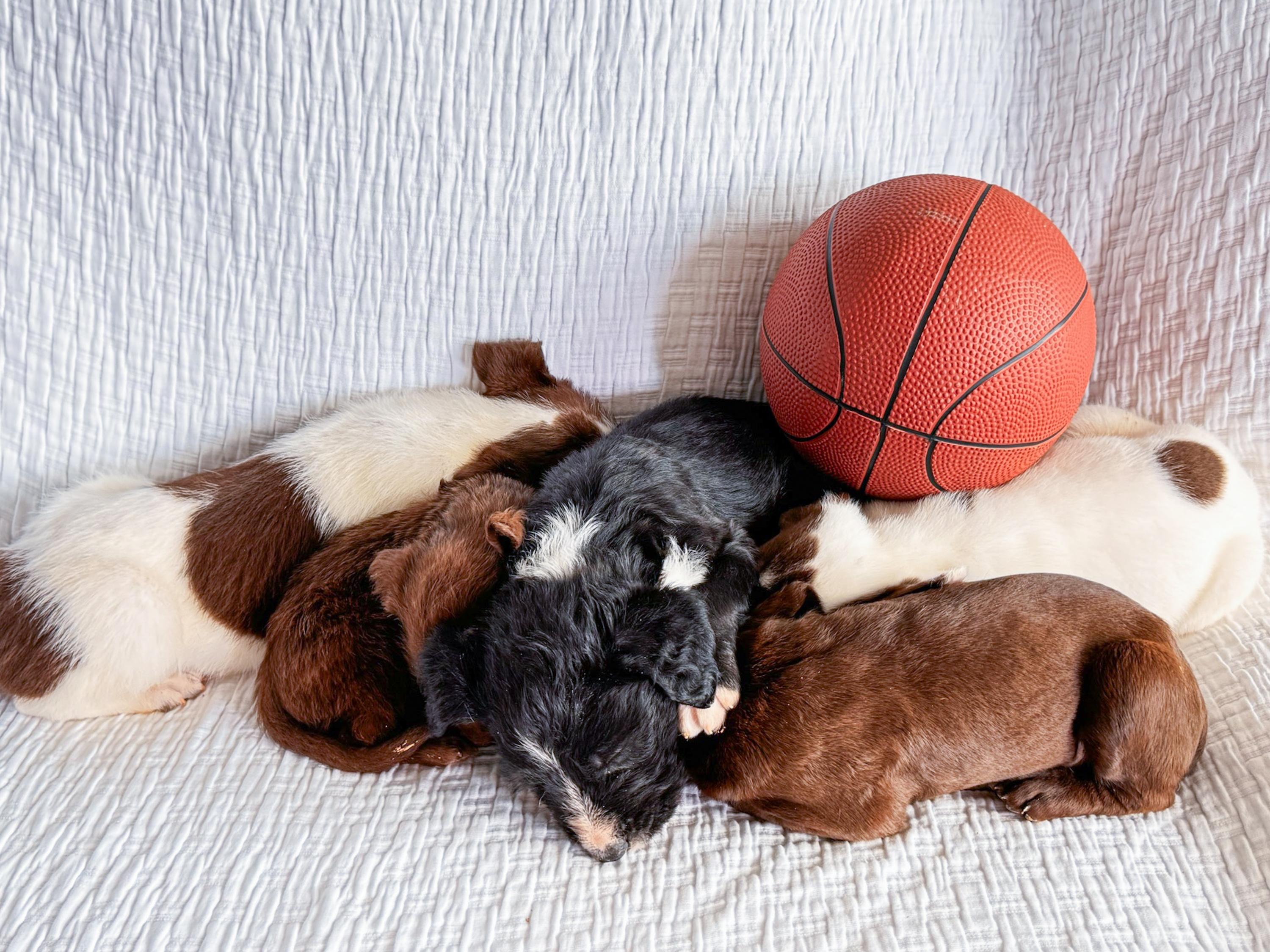 Swish, an adopted Brittany Spaniel in San Antonio, TX image 4/4