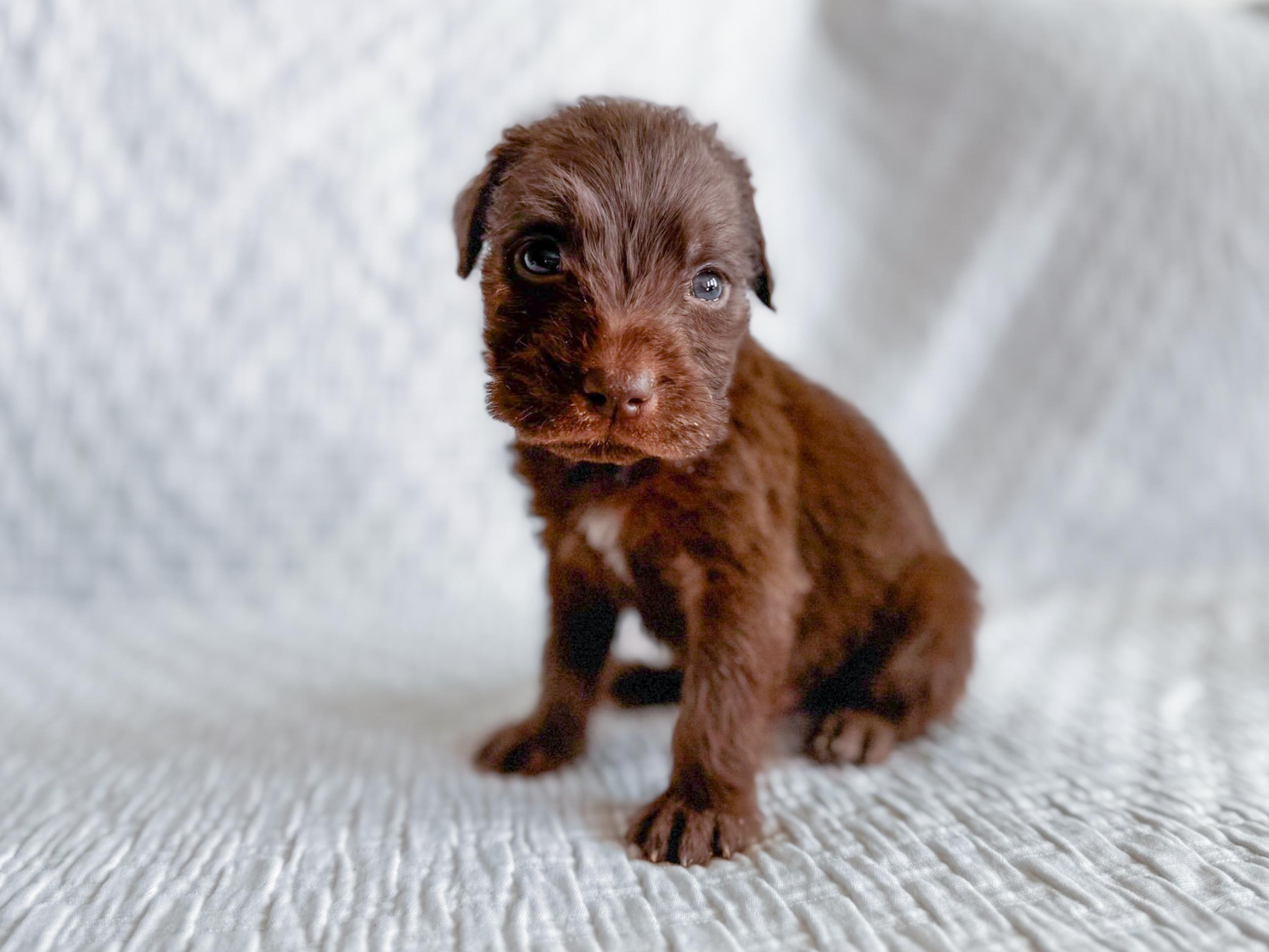 Swish, an adopted Brittany Spaniel in San Antonio, TX image 1/4