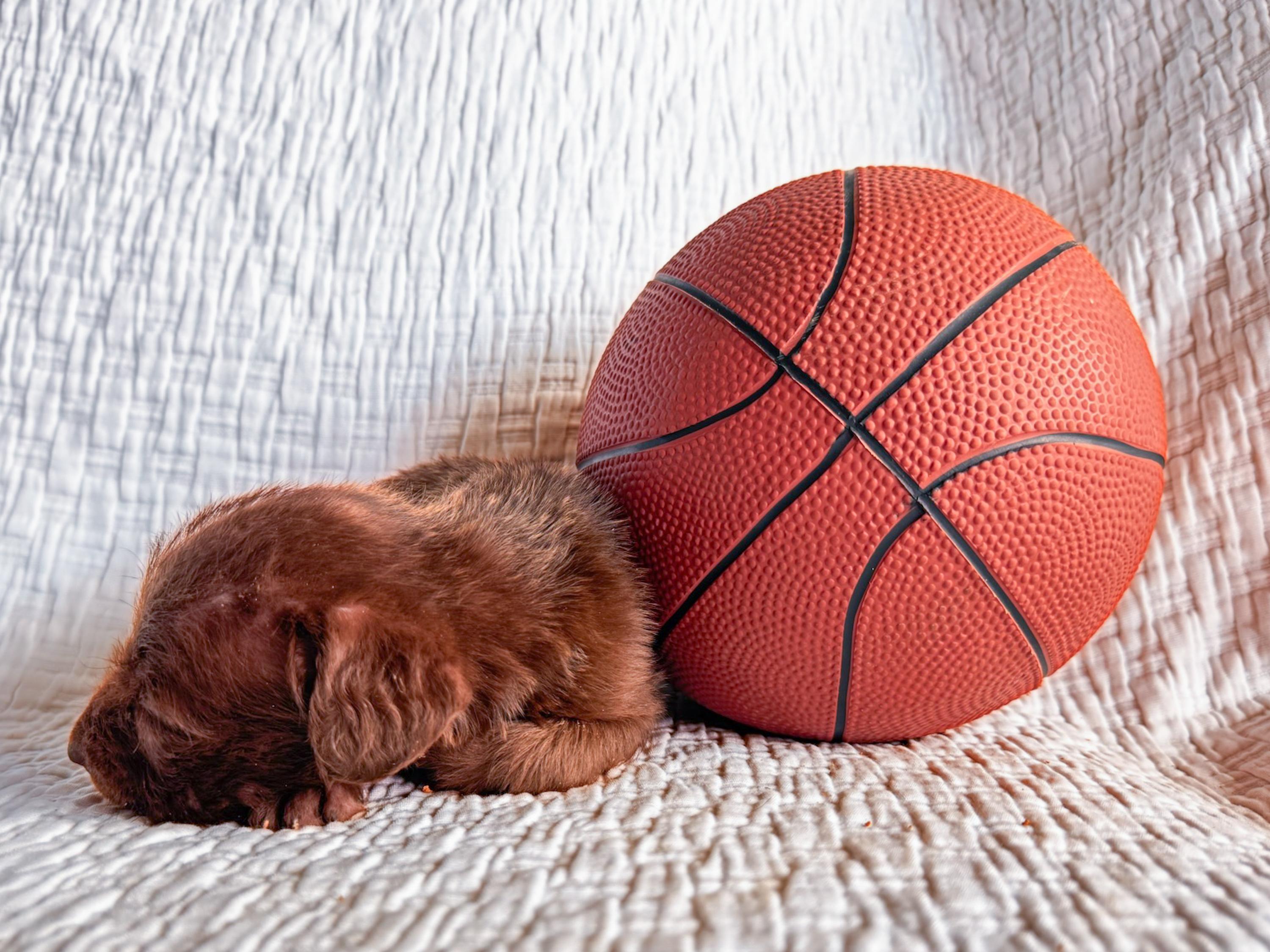 Swish, an adopted Brittany Spaniel in San Antonio, TX image 2/4