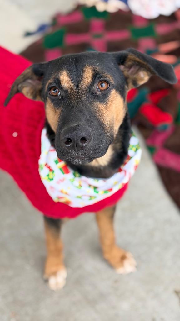 Enlarge Ranger, a Adoptable mixed breed in Lawrenceville, IL image 2/6